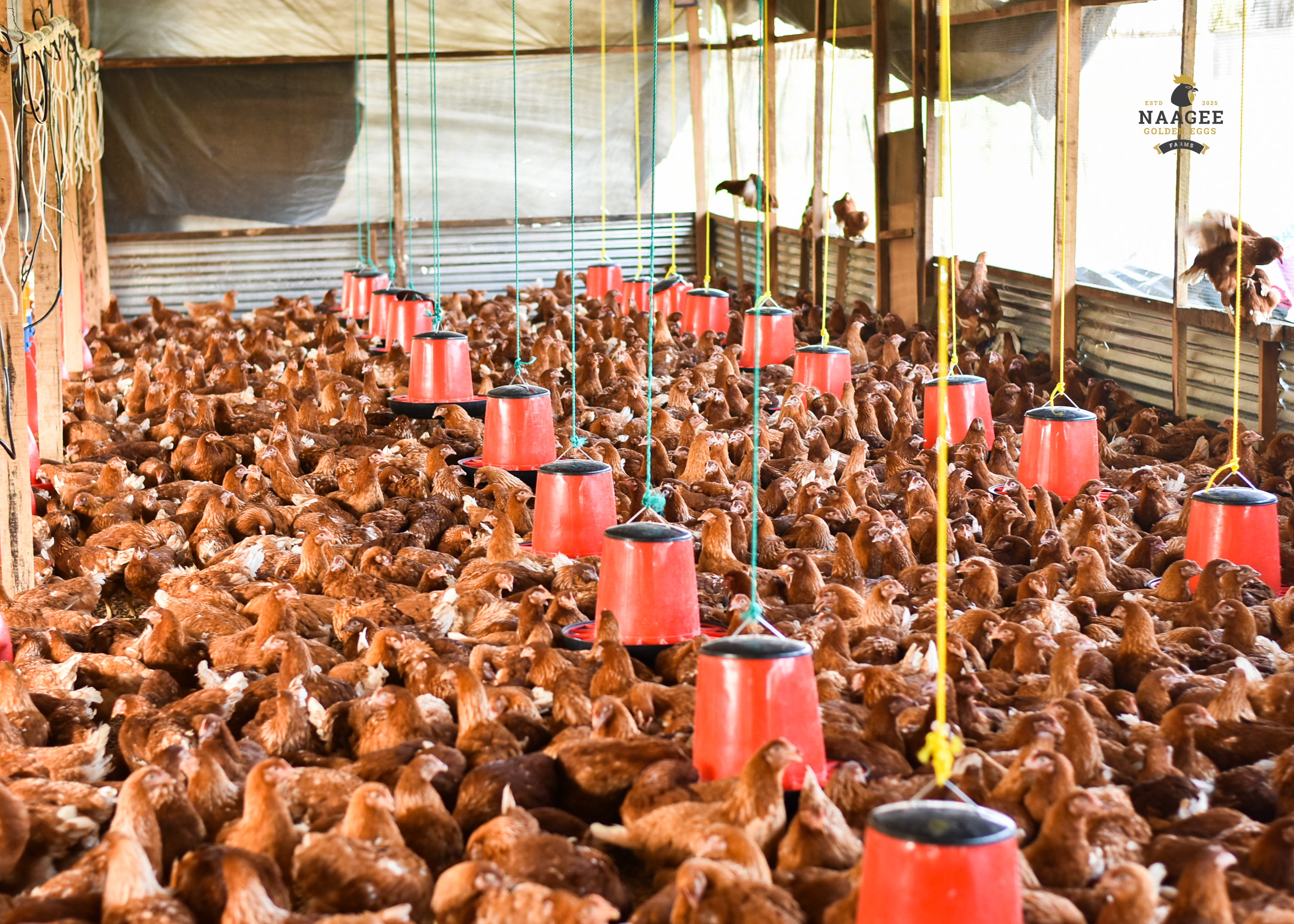 Naagee Golden Eggs Farm
